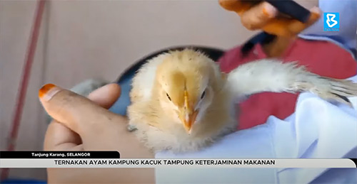 Benama TV Ternakan Ayam Kampung Kacuk Tampung Keterjaminan Makanan